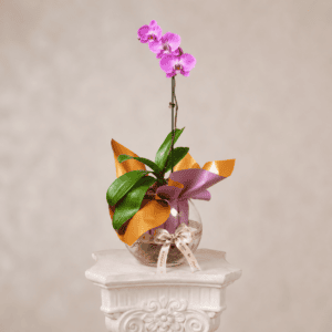 Orquídea Presentación de Regalo