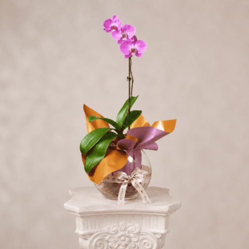 ORQUIDEA AREQUIPA