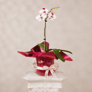 Orquídea Love