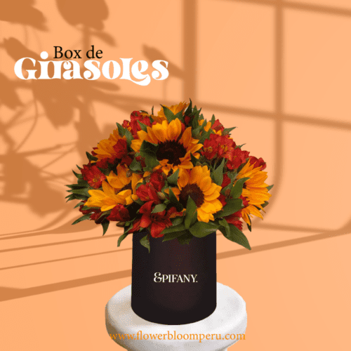 box girasol