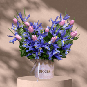Box Deluxe Iris