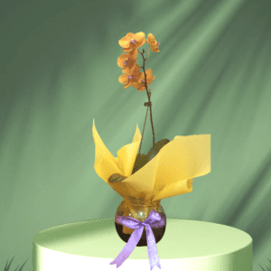 Orquídea Amarilla Fun
