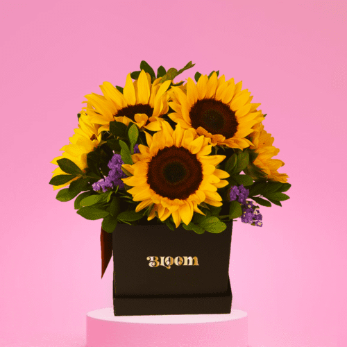 box girasol svalentin oferta