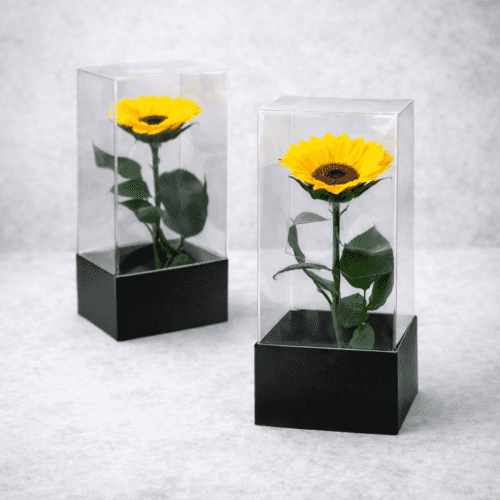 GIRASOL PRESERVADO AREQUIPA