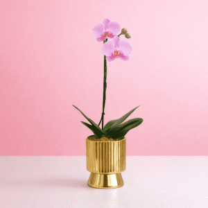 Orquidea GOLDEN Love