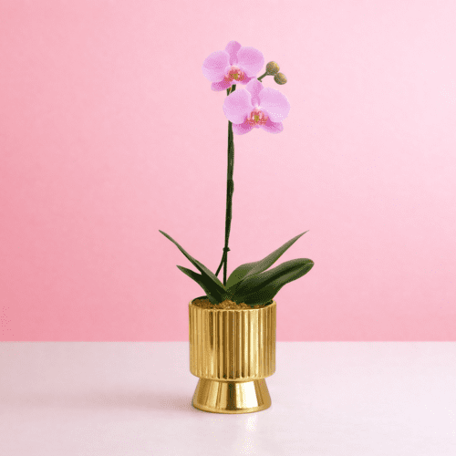 orquidea love princess