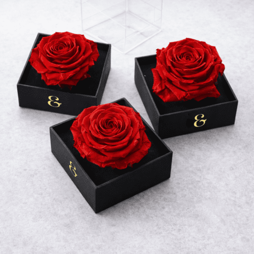 rosa preservada roja